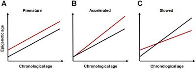 Developmental Tuning of <mark class="highlighted">Epigenetic Clock</mark>